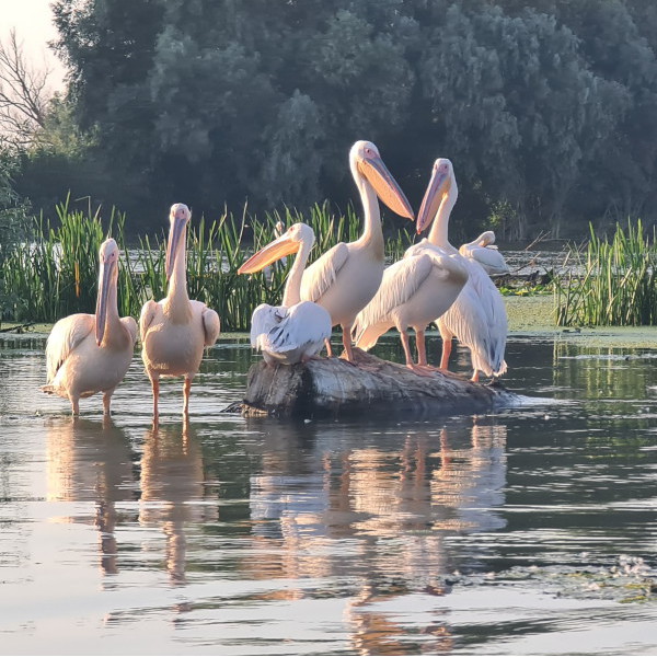 photos delta du Danube