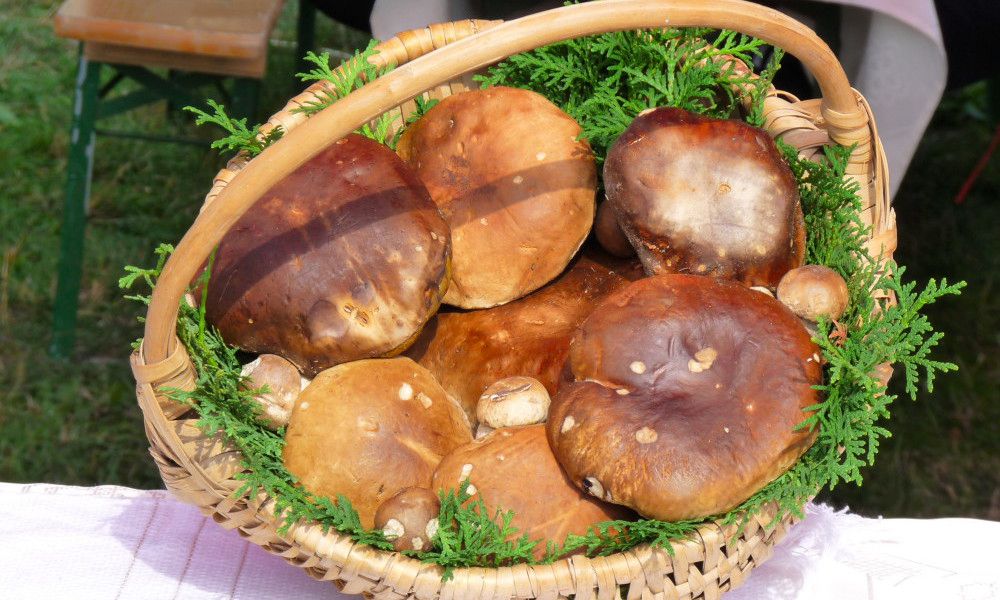 sejour cueillette champignons Roumanie