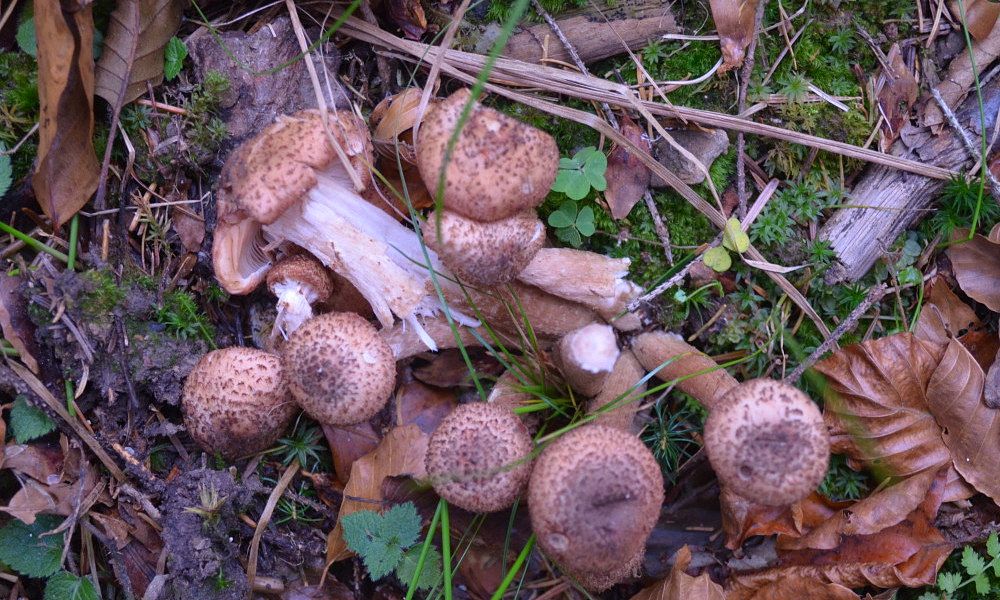 sejour cueillette champignons Roumanie