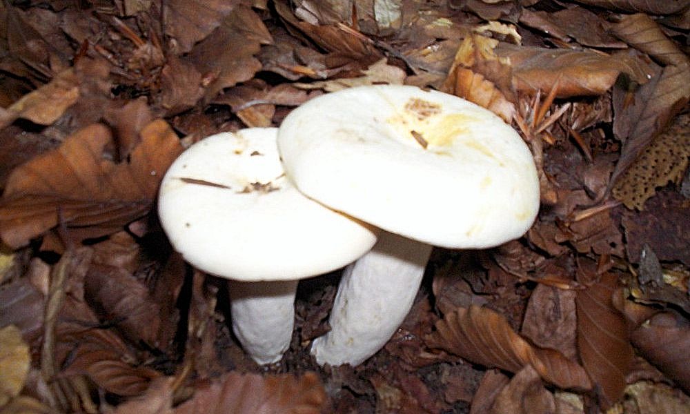 sejour cueillette champignons Roumanie