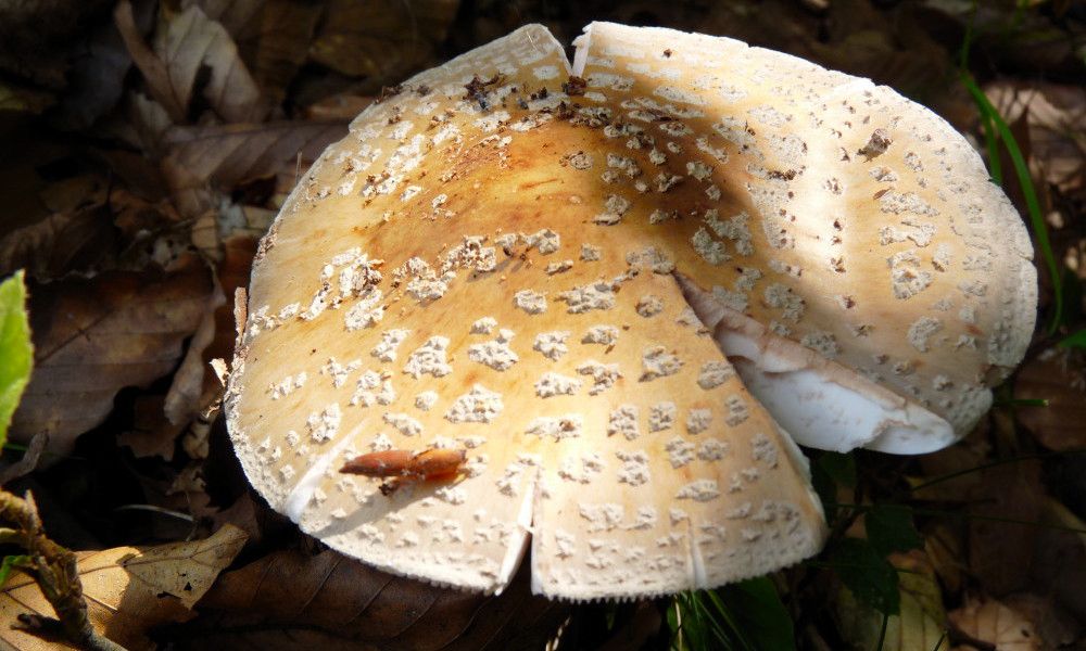 sejour cueillette champignons Roumanie
