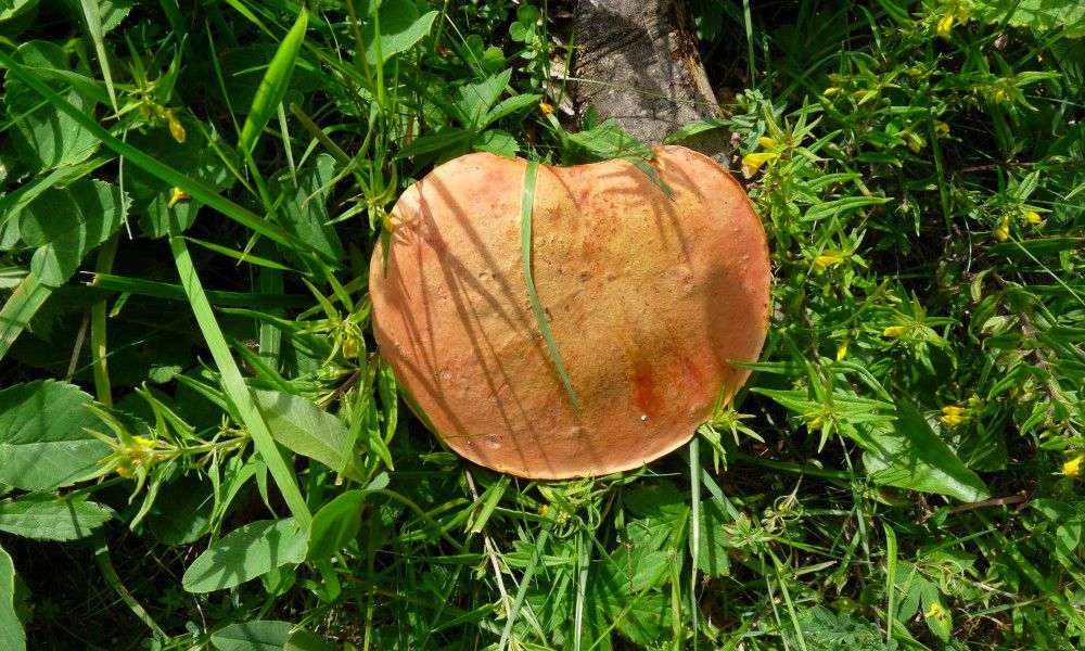 sejour cueillette champignons Roumanie