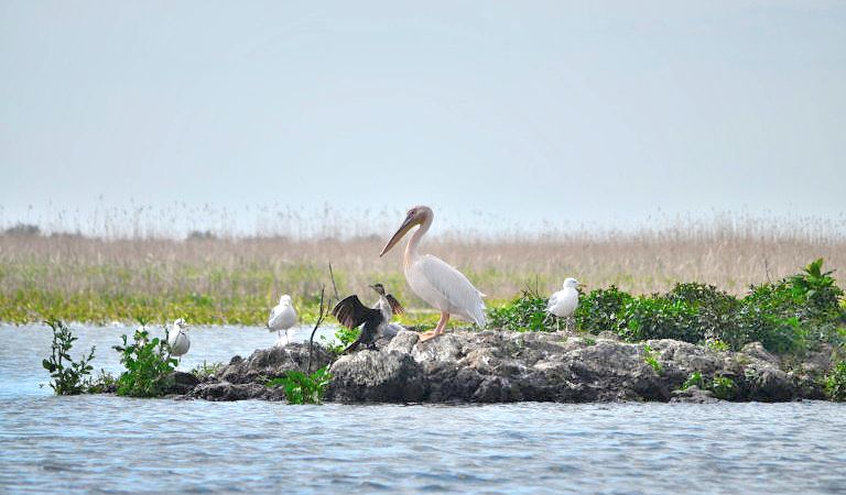 sejours onithologie au delta du Danube, Roumanie