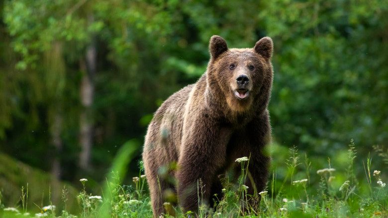 Observer des ours en liberte en Roumanie