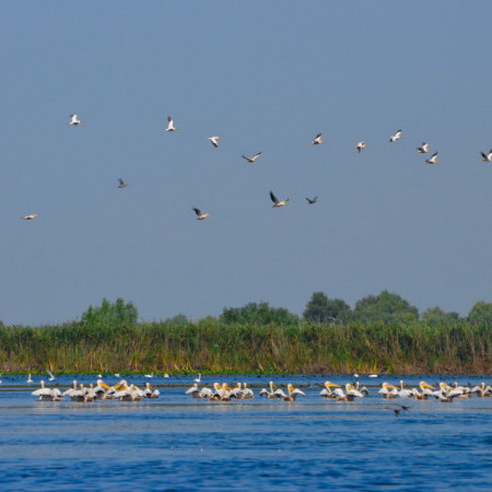 Delta du Danube, Roumanie