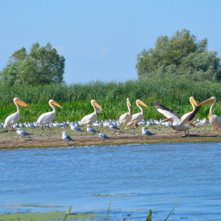 Delta du Danube, Roumanie