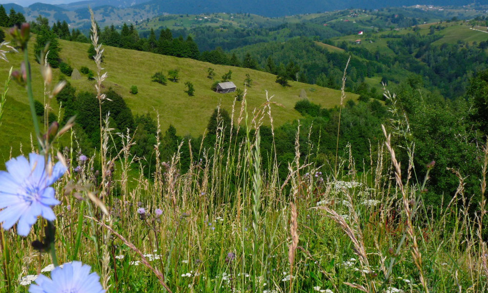 circuit aux Carpates de Transylvanie, voyage dans les Carpates en Roumanie