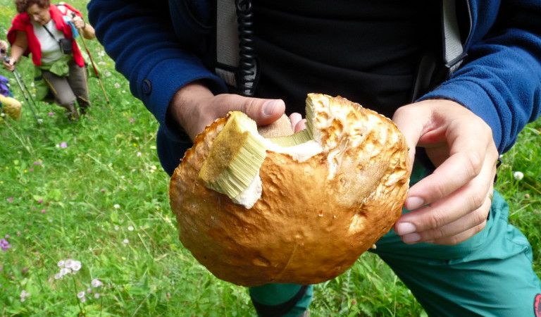 Cueillir champignons Roumanie