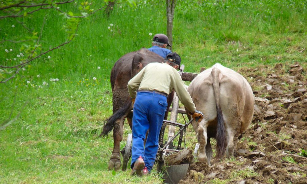 le labourage de la terre en Roumanie