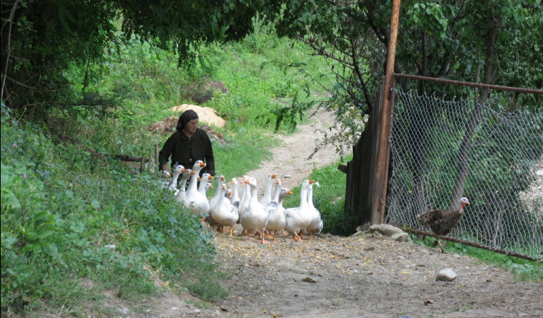  randonnées dans les Carpates, Roumanie 