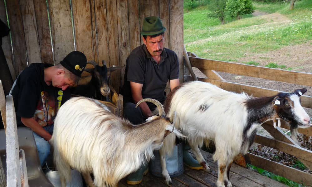 la vie rurale en Roumanie