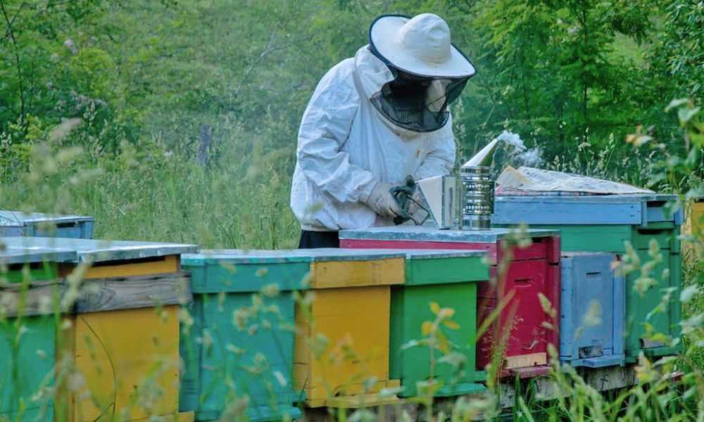 photos, images stages d'apiculture dans les carpates roumanie, stage d'apiculture en roumanie