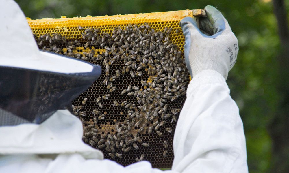 photos, images stages d'apiculture dans les carpates roumanie, stage d'apiculture en roumanie