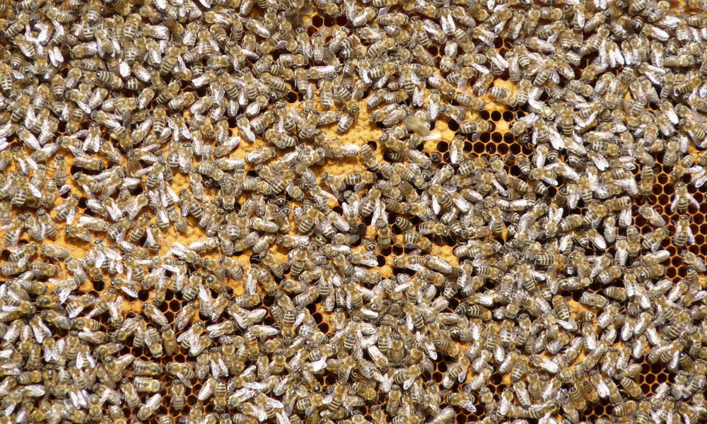 photos, images stages d'apiculture dans les carpates roumanie, stage d'apiculture en roumanie