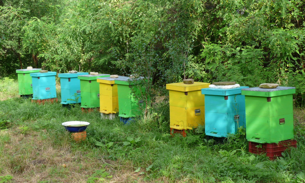 photos, images stages d'apiculture dans les carpates roumanie, stage d'apiculture en roumanie
